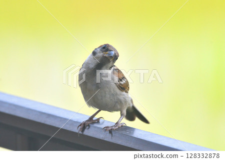 麻雀:麻雀親子、幼鳥 麻雀:麻雀親子、幼鳥 128332878