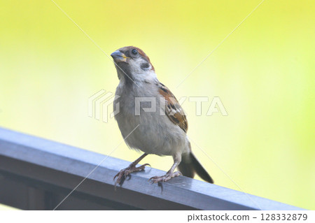麻雀:麻雀親子、幼鳥 麻雀:麻雀親子、幼鳥 128332879