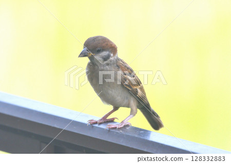 Sparrows: Sparrow parents and children, young birds 128332883