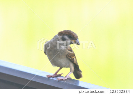 麻雀:麻雀親子、幼鳥 麻雀:麻雀親子、幼鳥 128332884