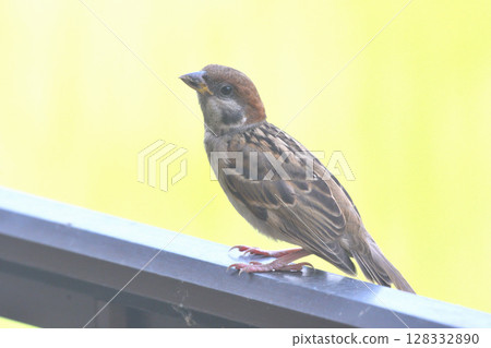 Sparrows: Sparrow parents and children, young birds 128332890