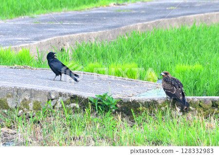 A black kite and a crow fighting over prey 128332983
