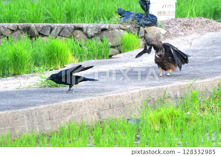 A black kite and a crow fighting over prey 128332985