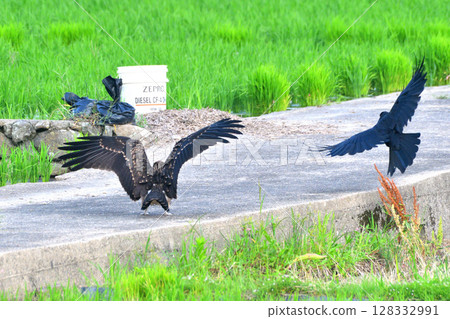 A black kite and a crow fighting over prey 128332991