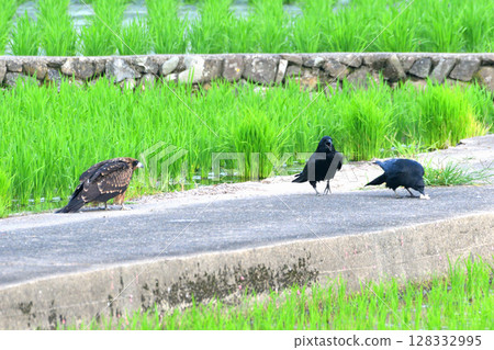 一隻黑鳶和一隻烏鴉爭奪獵物 128332995
