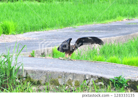 里山的黑鳶 128333135