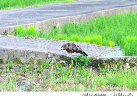 里山的黑鳶 128333143