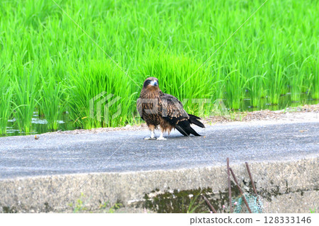 里山的黑鳶 128333146