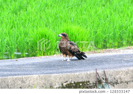 The black kite of Satoyama The black kite of Satoyama 128333147