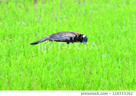 里山的黑鳶 里山的黑鳶 128333162