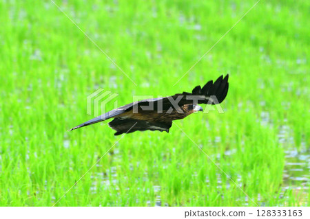 里山的黑鳶 里山的黑鳶 128333163