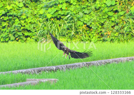 里山的黑鳶 128333166