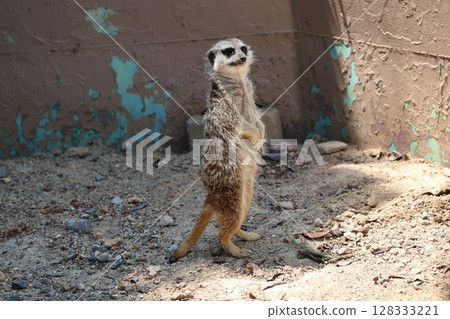 Landscape with a meerkat standing on its hind legs looking into the distance Landscape with a meerkat standing on its hind legs looking into the distance 128333221