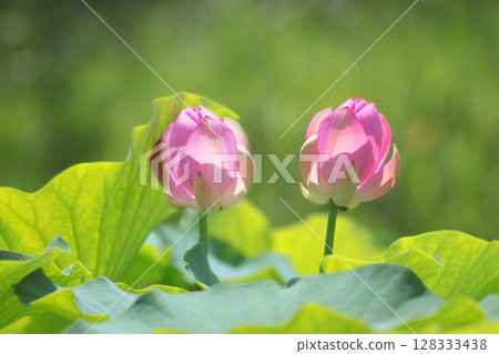 lotus flower, pure flower lotus flower, pure flower 128333438