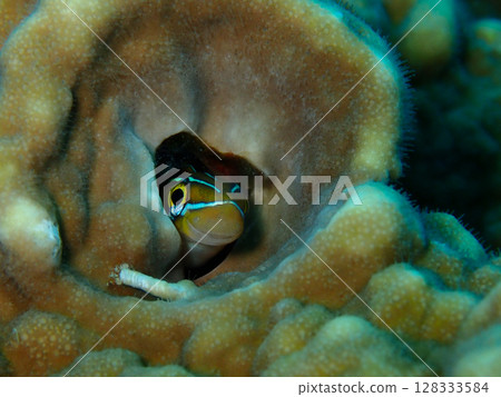 魚從珊瑚洞裡探出頭來 魚從珊瑚洞裡探出頭來 128333584