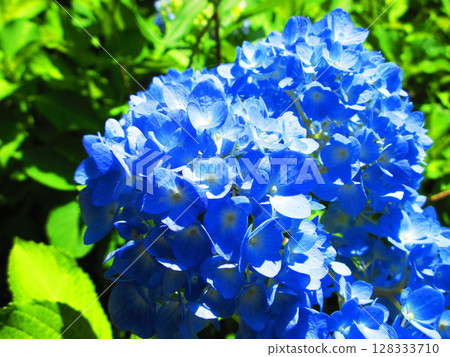 Beautiful Hydrangea flower scenery 128333710