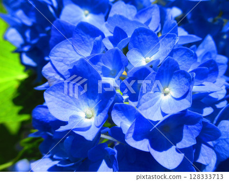 Beautiful Hydrangea flower scenery 128333713