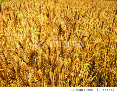 Brown landscape of wheat fields 128333735