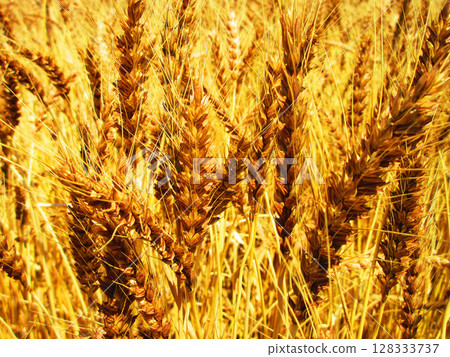 Brown landscape of wheat fields Brown landscape of wheat fields 128333737