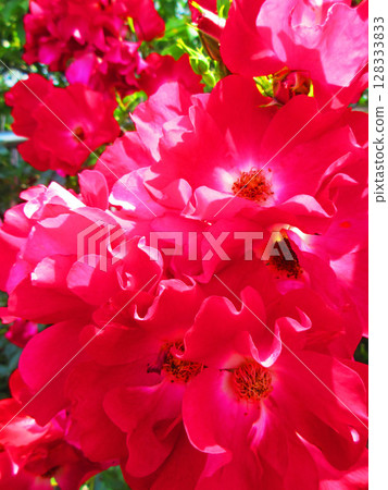 紅色攀緣玫瑰花的美麗風景 紅色攀緣玫瑰花的美麗風景 128333833