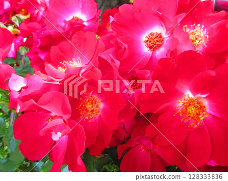 紅色攀緣玫瑰花的美麗風景 紅色攀緣玫瑰花的美麗風景 128333836