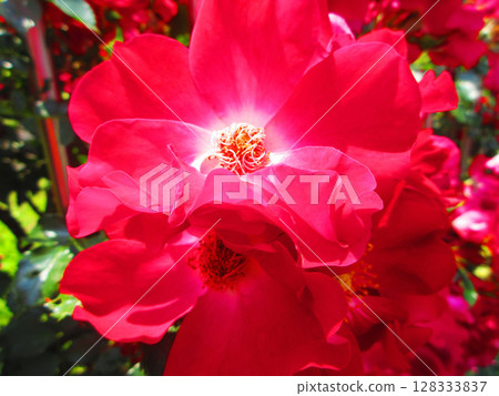 紅色攀緣玫瑰花的美麗風景 紅色攀緣玫瑰花的美麗風景 128333837