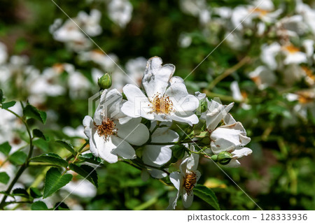 Rosa arborescens (Rosaceae family, Rosa genus) grows by creeping along the ground 128333936