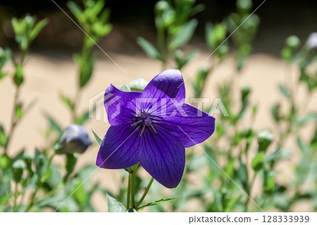 喜歡陽光充足的地方的紫色風鈴草（桔梗科） 128333939