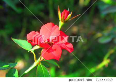 紅色小玫瑰花卉景觀 128334092