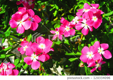 Pink Madagascar periwinkle flower landscape Pink Madagascar periwinkle flower landscape 128334096
