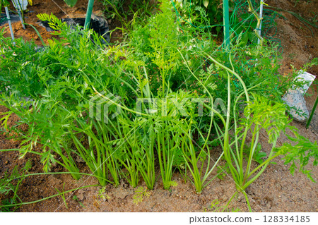 Carrot seedlings sprouted from seeds in a home garden 128334185