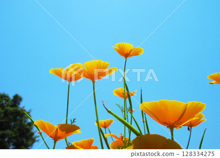 Beautiful scenery of red lily and blue sky Beautiful scenery of red lily and blue sky 128334275