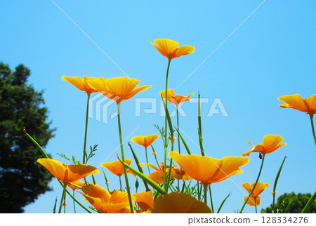 Beautiful scenery of red lily and blue sky Beautiful scenery of red lily and blue sky 128334276