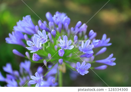 Agapanthus (Purple Kimiko Ran) Agapanthus (Purple Kimiko Ran) 128334300