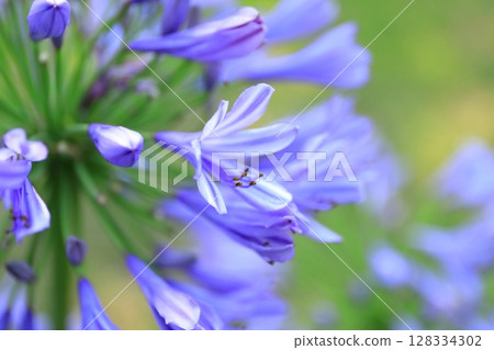 百子蓮（紫公子蘭） 128334302