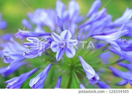 Agapanthus (Purple Kimiko Ran) Agapanthus (Purple Kimiko Ran) 128334305