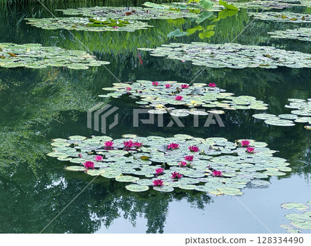 Water lilies in Monet's garden 128334490