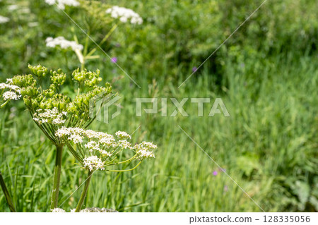 Selective focus on a bloom of wild parsley weed in a green meadow Selective focus on a bloom of wild parsley weed in a green meadow 128335056