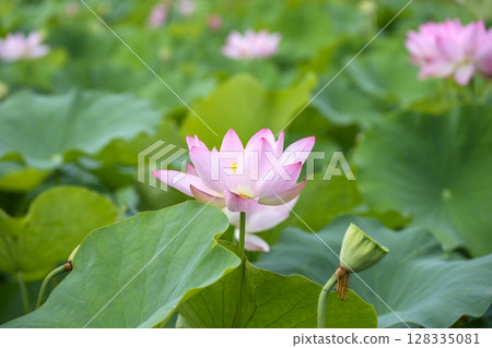 Lotus flower early summer rainy season July image 128335081