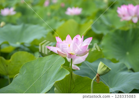 Lotus flower early summer rainy season July image Lotus flower early summer rainy season July image 128335083