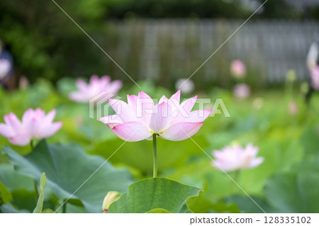 蓮花初夏梅雨季七月圖 128335102