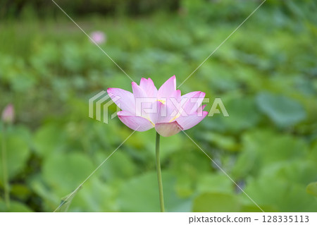 蓮花初夏梅雨季七月圖 128335113