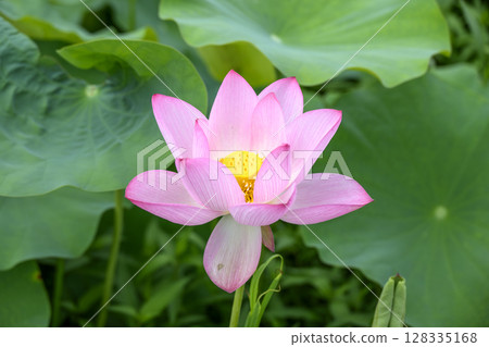 Lotus flower early summer rainy season July image 128335168