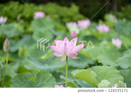 Lotus flower early summer rainy season July image 128335171