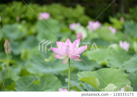 Lotus flower early summer rainy season July image Lotus flower early summer rainy season July image 128335173