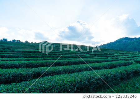 tea plantation and green tea plantation 128335246