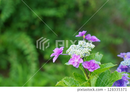 The splendor of blooming hydrangeas 128335371