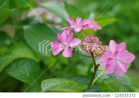 Fluttering pink hydrangea 128335372
