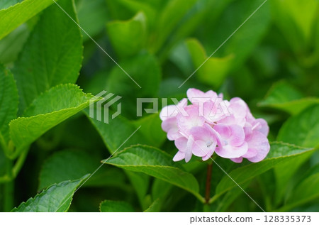 淡粉紅色，輕輕綻放的繡球花 128335373