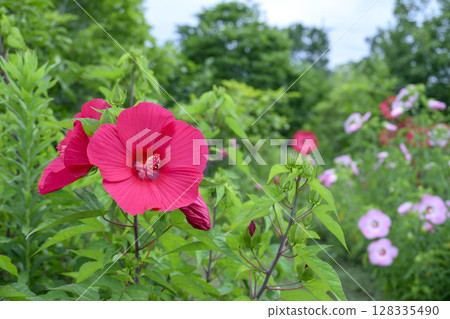泰坦比克斯花 夏季花卉 圖像 泰坦比克斯花 夏季花卉 圖像 128335490
